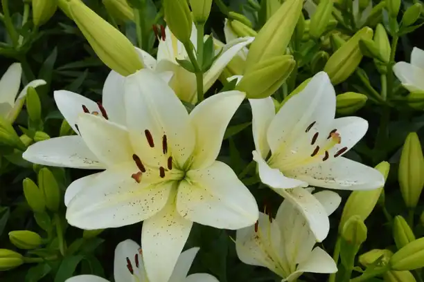 How is Lily Extract used in skincare products?